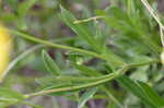 Lance coreopsis